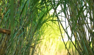 甘蔗种植技术 选择种苗是关键