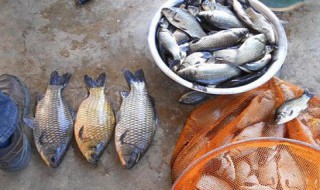 药酒泡玉米鱼饵配方 4步简单做出药酒泡玉米鱼饵