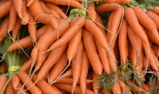 喝萝卜水会回奶吗 如何回奶