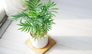 珍椰子怎么养 种植袖珍椰子需要注意的地方