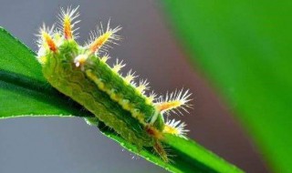 洋辣子的药用价值有哪些 洋辣子能治病吗