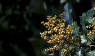 芒果催花打什么药 芒果催花技术指导