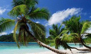 椰树靠什么传播种子 这些冷知识你知道多少