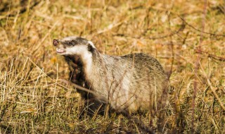 獾子吃啥东西 蚯蚓昆虫或甲虫