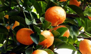 砂糖橘种植技术 手把手教你正确方法