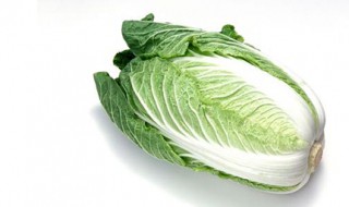 白菜种植时间和方法 家家户户都喜欢的蔬菜