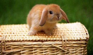 宾尼垂耳兔的寿命 究竟有多长呢?