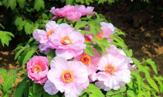 网购牡丹怎么养 能不能养活呢