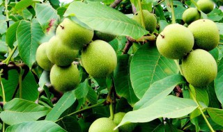 房子西面能种核桃吗 有好处吗