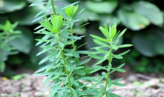 茵陈的功效与作用吃法 用途功效广