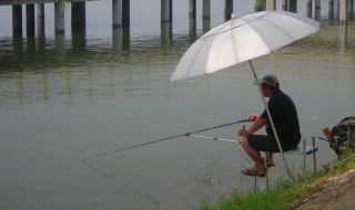 秋季鲤鱼最佳饵料 自制饵料