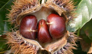 板栗泡酒的详细做法 希望能够帮助到大家！