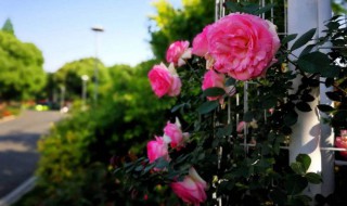 山木香嫁接月季方法 有3个步骤