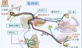 面神经是不是脑血管疾病引起的 还是有其他的原因