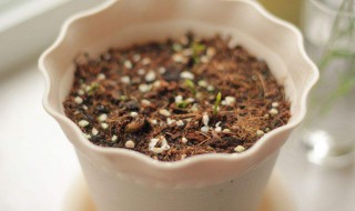 柠檬种子几月种 怎么播种发芽率高