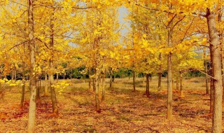 银杏树像什么 叶子像什么?