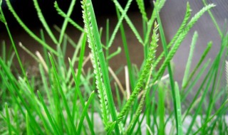 牛筋草喂鸡有什么功效 牛筋草喂鸡有什么好处