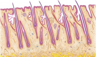 腿囊炎怎么治疗 腿部毛囊炎如何治疗