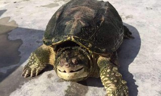 纯佛和杂佛的区别 多数上是颜色上的差别