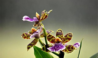 紫香兰养殖方法 它怎么繁殖