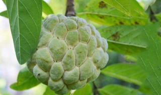 释迦果种植几年结果 来之不易啊