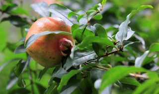 石榴的好处和坏处 常食用有这种效果