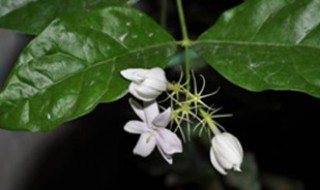 茉莉花修枝时期 什么时候修剪好