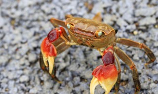 螃蟹可以冷冻多长时间 可以冷冻保存吗