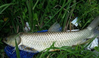 9月份钓草鱼技巧 9 月草鱼如何钓?