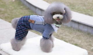 怎么用裤子做狗狗的衣服 diy狗狗衣服