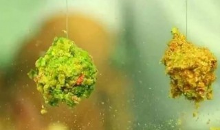 鲢鳙鱼饵料配方有哪些 如何制作垂钓鲢鳙饵料