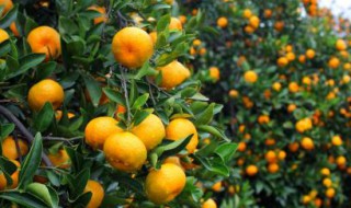 温州蜜桔栽培技术 两种栽培技术