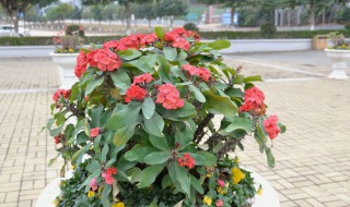 刚买的虎刺梅怎么栽培 达人教你轻松栽培