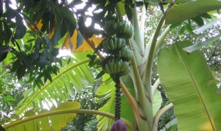 芭蕉与美人蕉区别 竟然还有这么大的区别