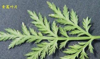 青蒿素概念 拯救许多人生命