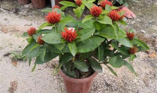 龙船花种家里好不好 为你介绍关于龙船花你所不了解的知识