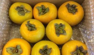 怎么把青柿子揽成脆柿子 方法分享