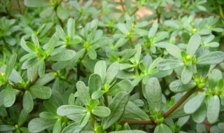 马苋齿怎样染头发 让我们聊一聊这个话题