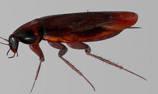 家里有蟑螂虫子怎么冶 如何杀灭蟑螂虫