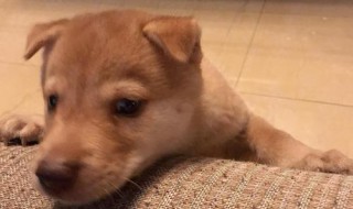 幼犬怎么训练大小便 再也不怕狗狗随地大小便！