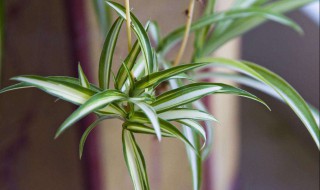 柳叶吊兰怎么养 给植物最好的呵护