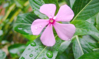 长春花黄叶是什么原因 长春花为什么会黄叶