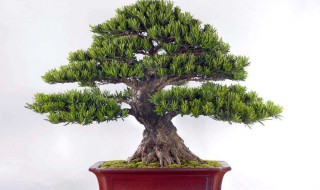 如何靠接罗汉松 怎么做好