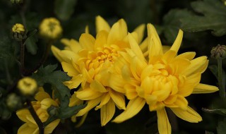 野菊花什么时候开花 快来看看