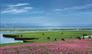 鄱阳湖旅游最主要景点 去鄱阳湖旅游有哪些地方是值得去的