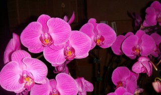 兰花喜欢酸性还是碱性 下面给大家讲解