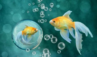 金鱼尾巴有血丝怎么治 快点去治疗吧