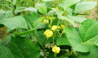 绿豆开花时能浇水吗 下面就来看看吧