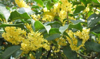 桂花树禁忌 需要注意这两点