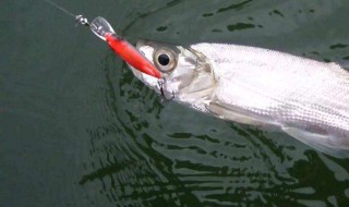 路亚钓翘嘴鱼技巧 这篇文章来教你